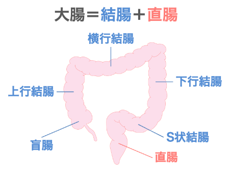 大腸とは？のイメージ画像