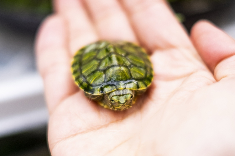 動物との接触による感染